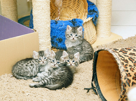 M3-Kitten am 22.09.2018
